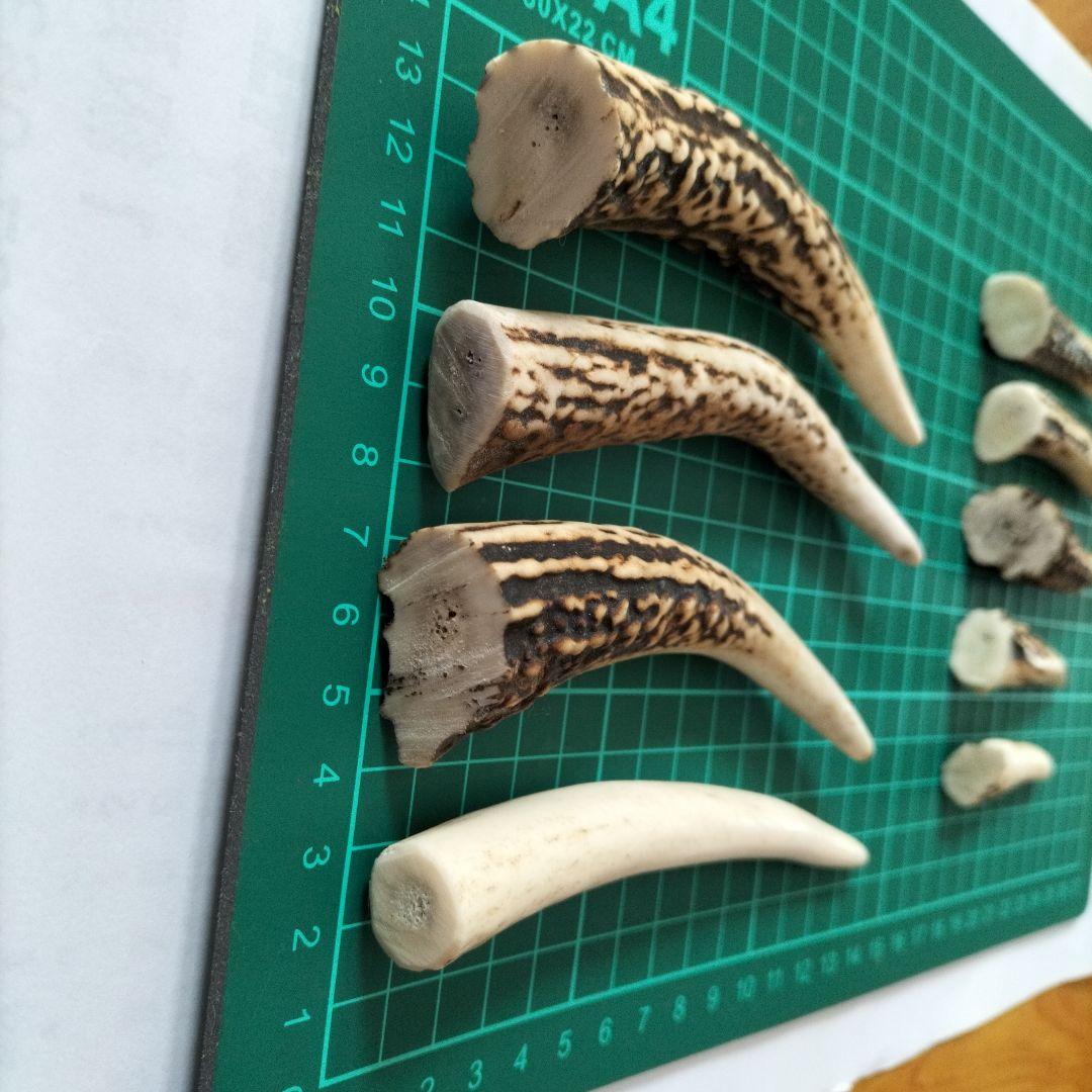 天然鹿の角の先セット