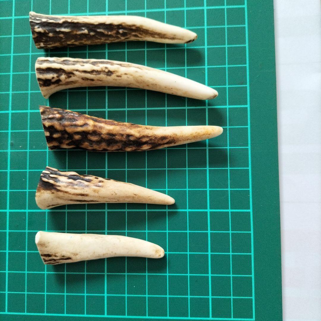 天然鹿の角の先セット