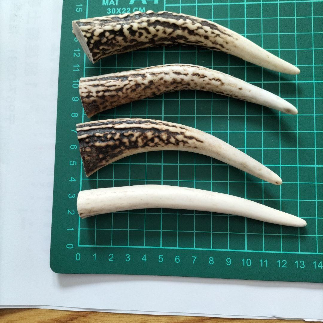 天然鹿の角の先セット