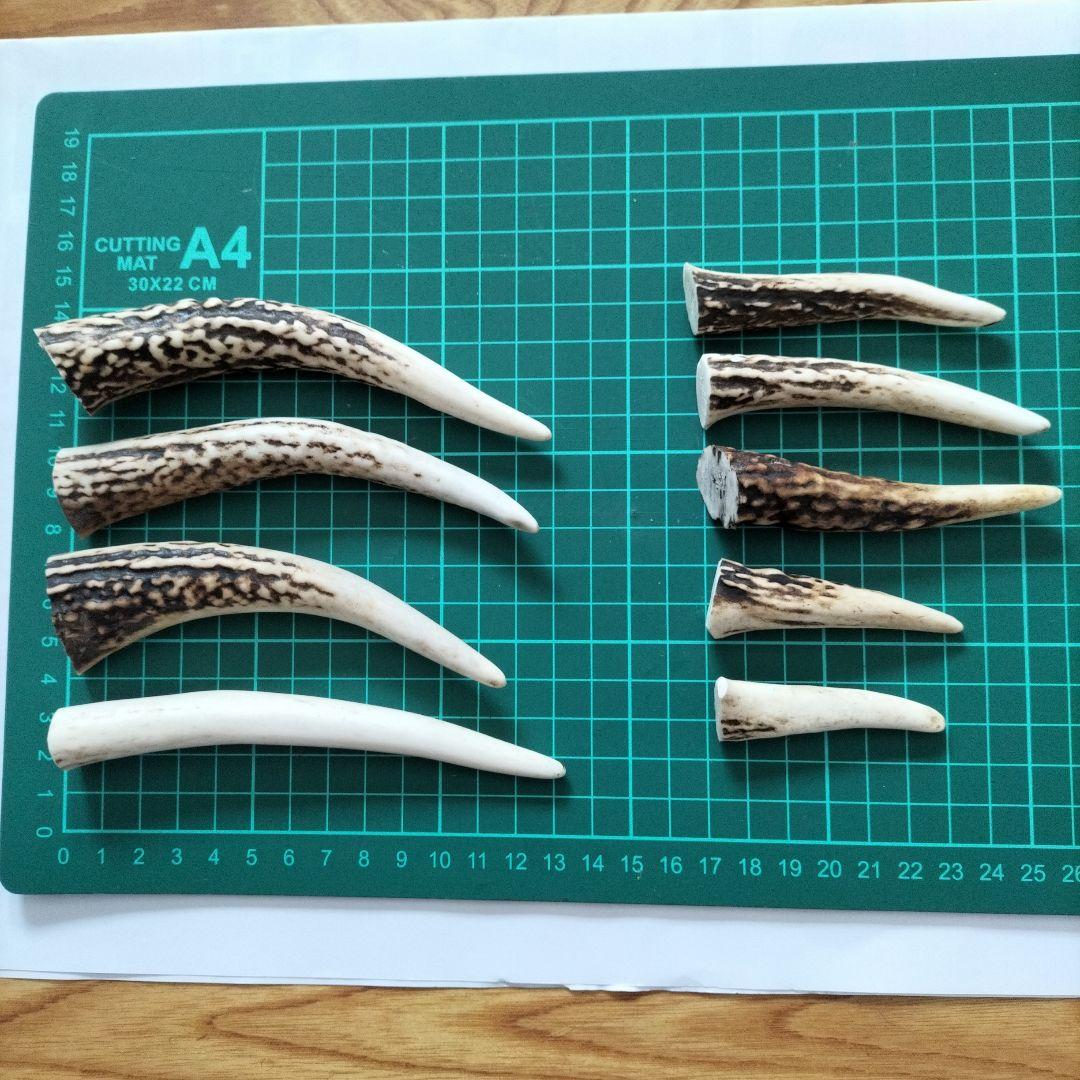 天然鹿の角の先セット