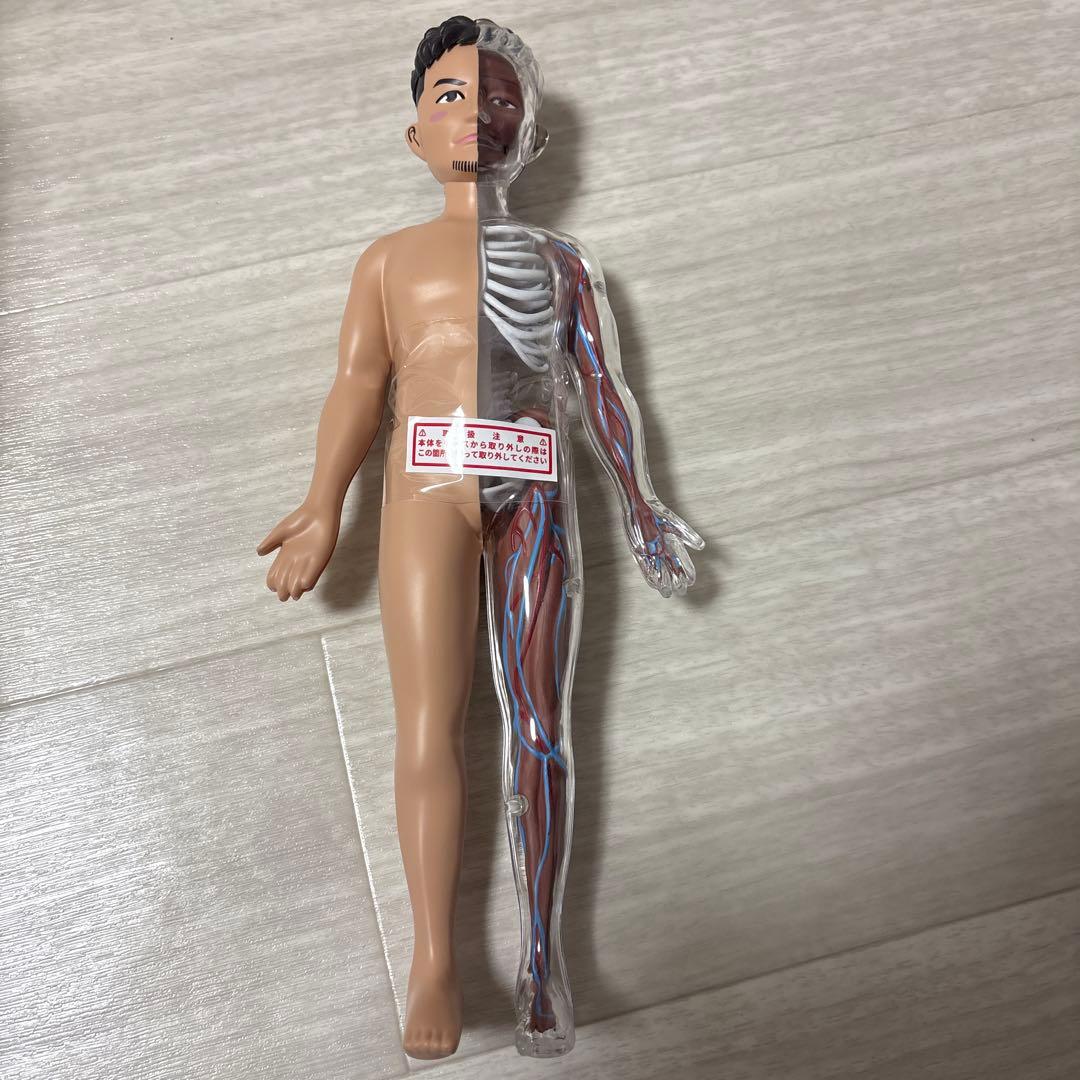 ポルノグラフィティ　人体模型　チャレンジグッズ　激レア