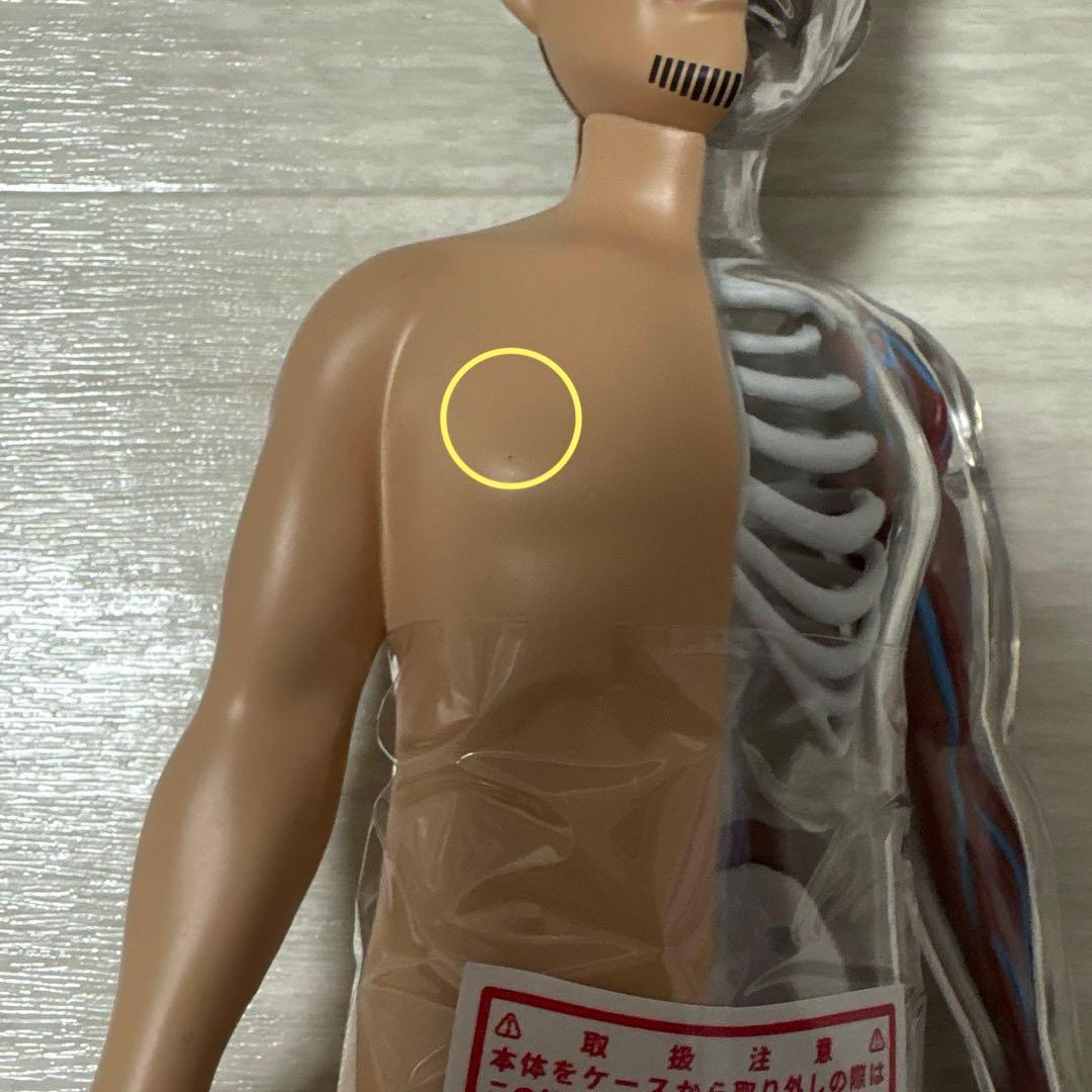 ポルノグラフィティ　人体模型　チャレンジグッズ　激レア