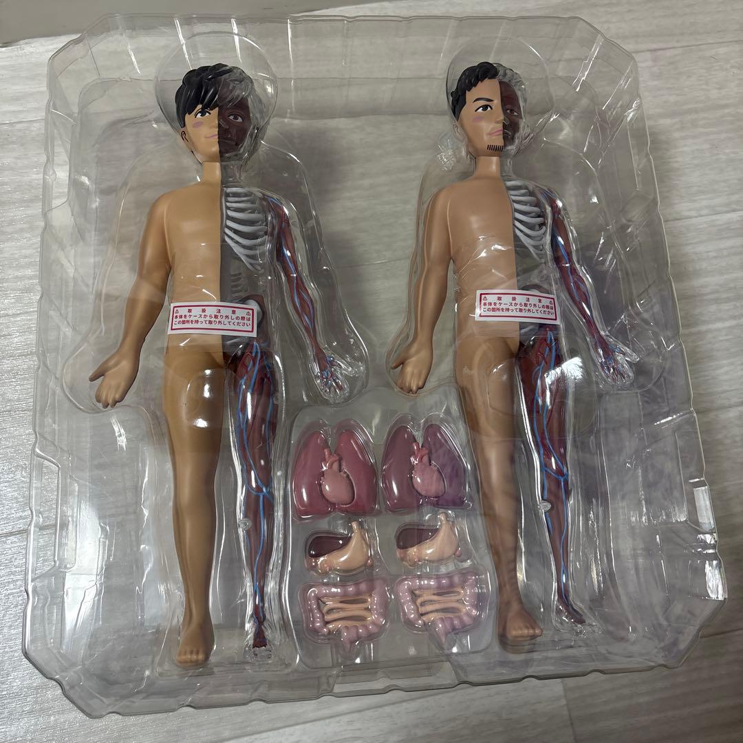 ポルノグラフィティ　人体模型　チャレンジグッズ　激レア