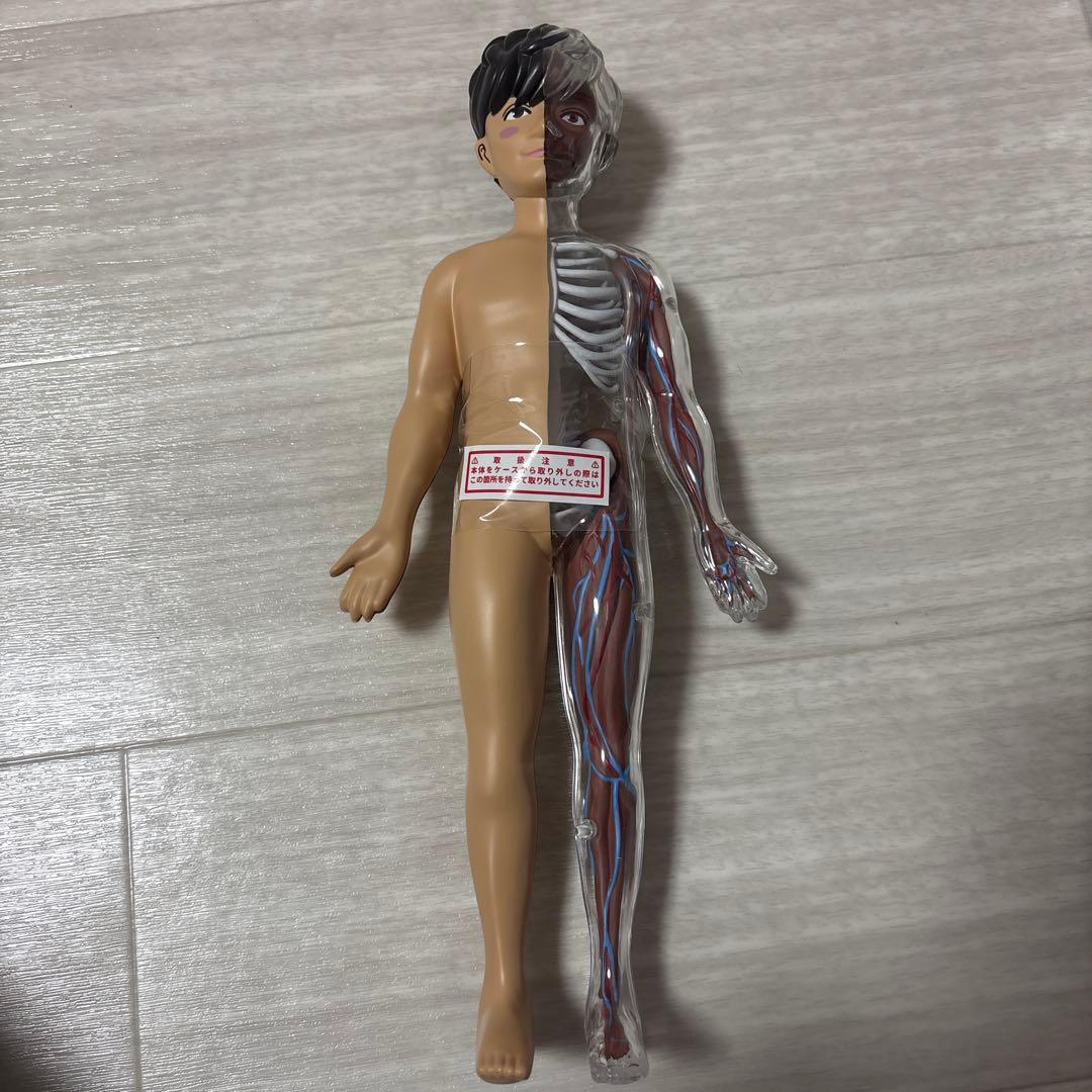 ポルノグラフィティ　人体模型　チャレンジグッズ　激レア