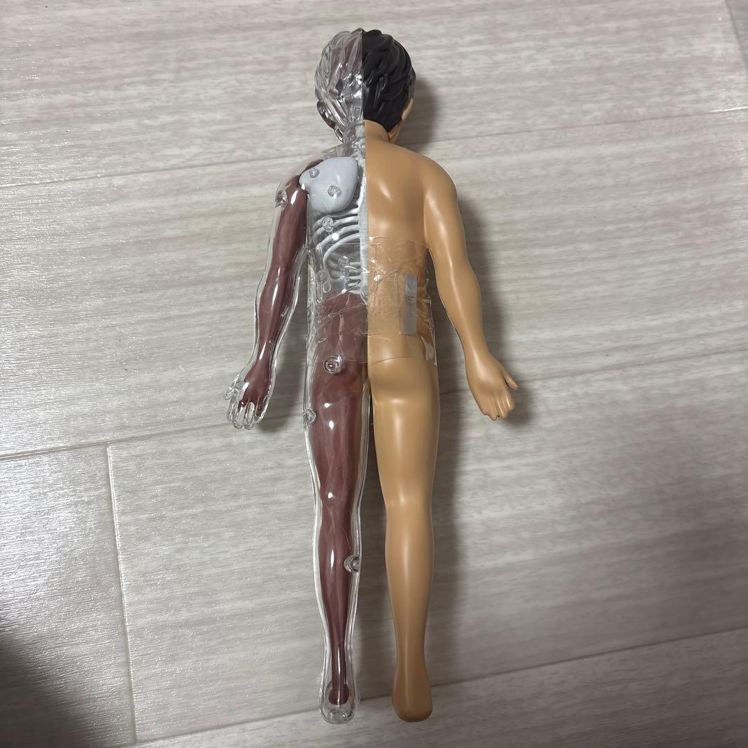ポルノグラフィティ　人体模型　チャレンジグッズ　激レア