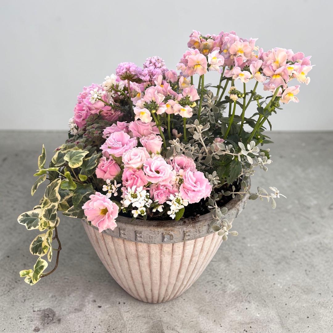 ふわふわピンクの寄せ植え｜バラ咲きジュリアン