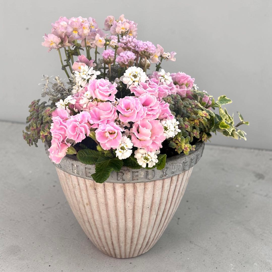 ふわふわピンクの寄せ植え｜バラ咲きジュリアン