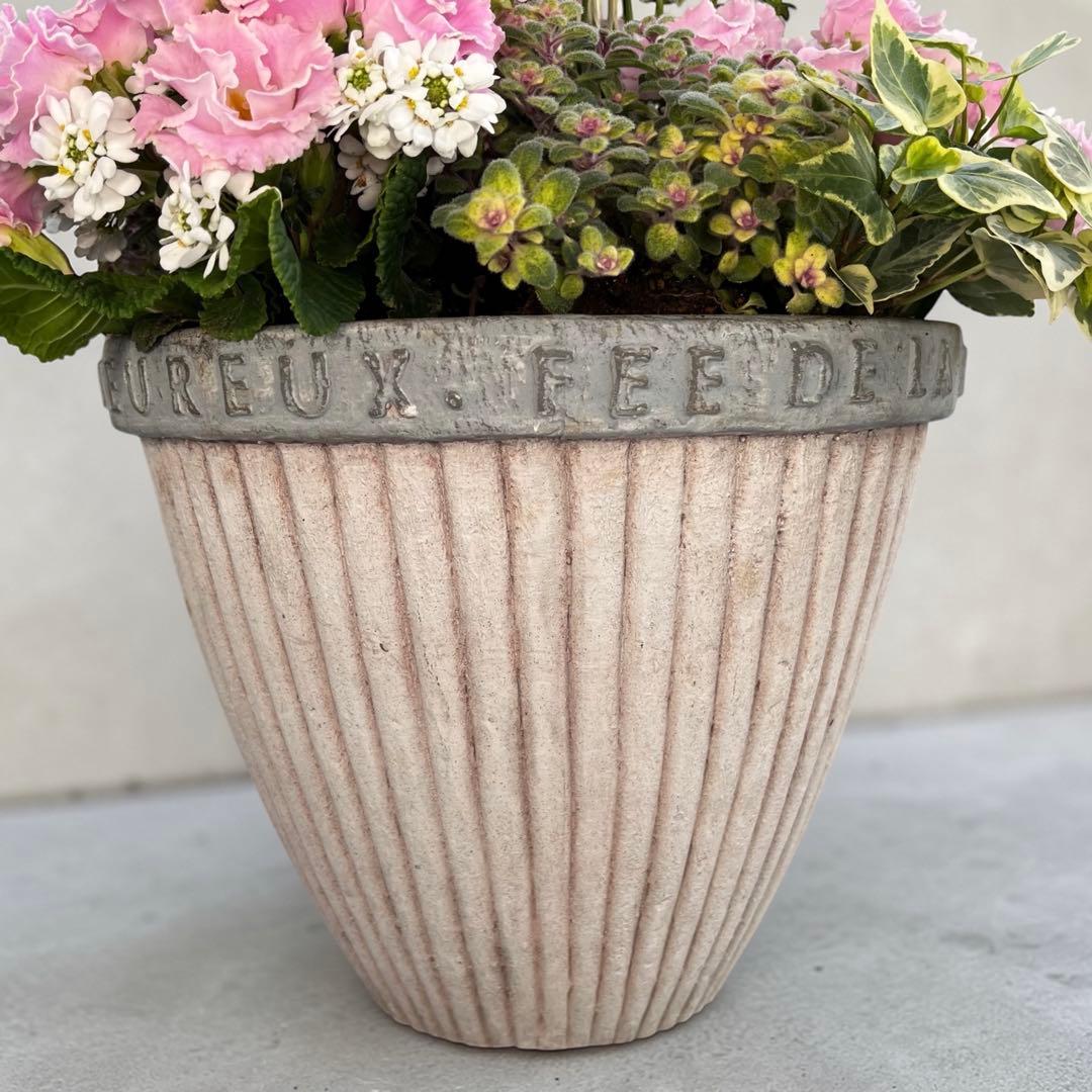 ふわふわピンクの寄せ植え｜バラ咲きジュリアン