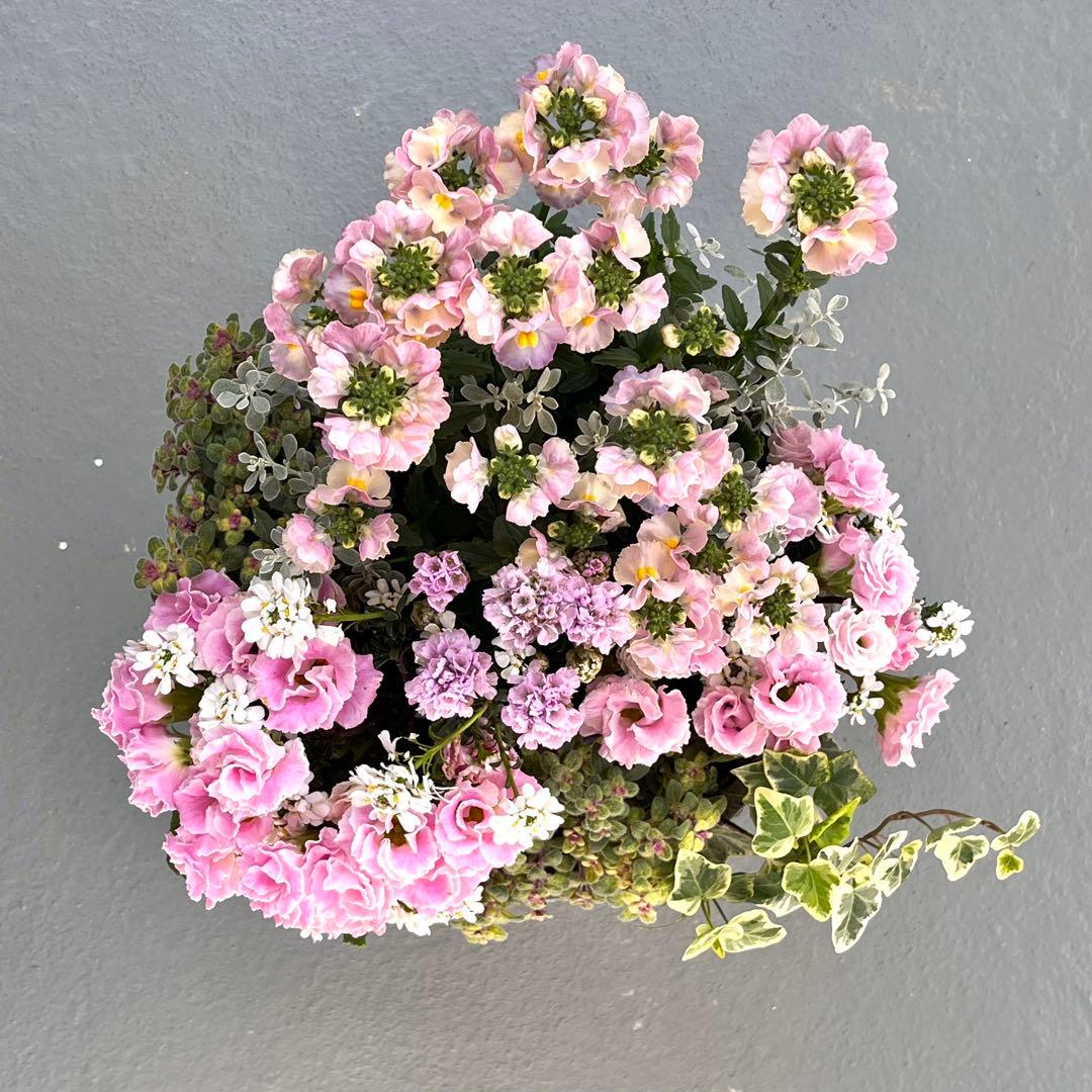 ふわふわピンクの寄せ植え｜バラ咲きジュリアン