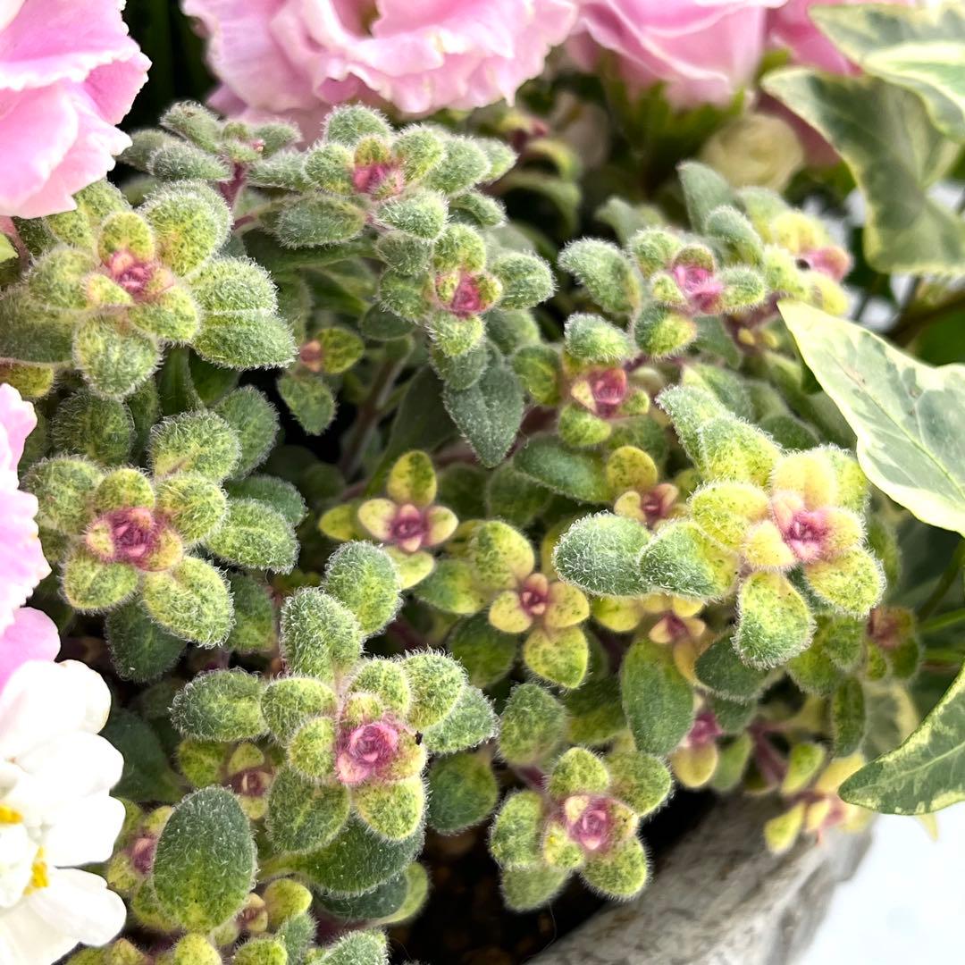 ふわふわピンクの寄せ植え｜バラ咲きジュリアン