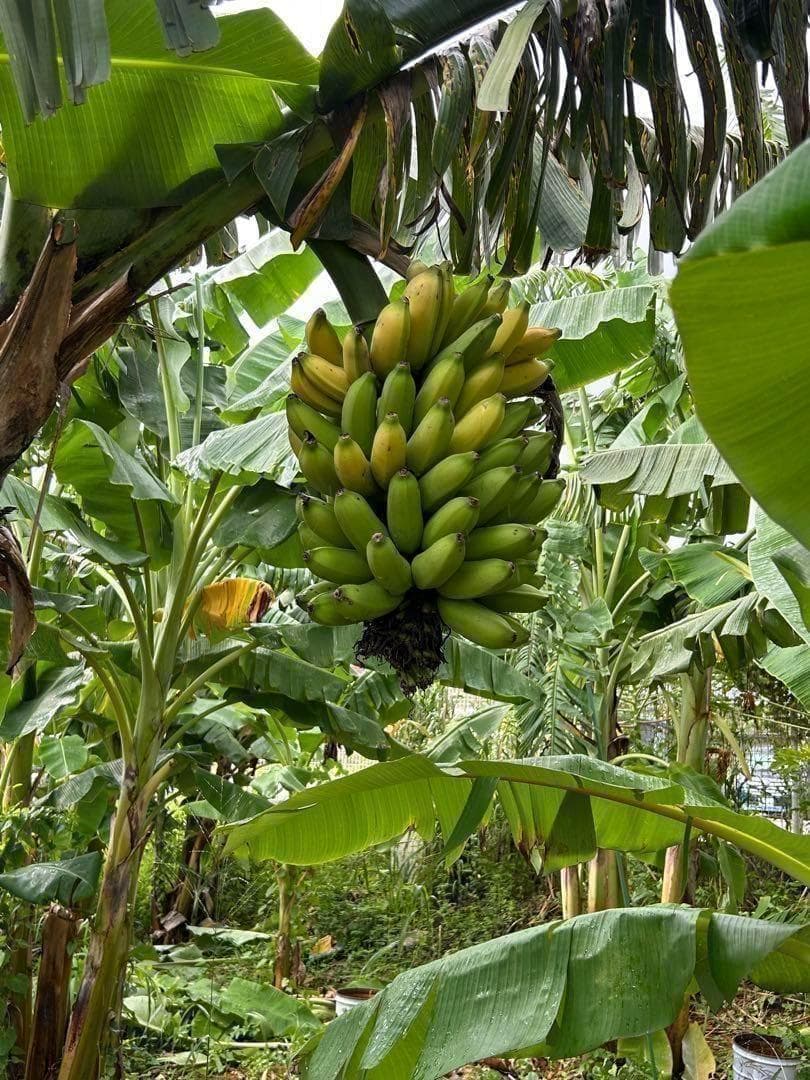 110㎝,甘さに驚愕◆南米の至宝、ゴールドバナナ。嬉しい木熟◆低木耐寒◆バナナ苗