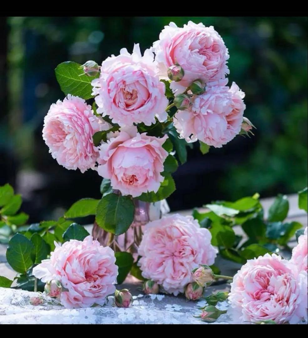 極入手困難な希少海外種　接木苗