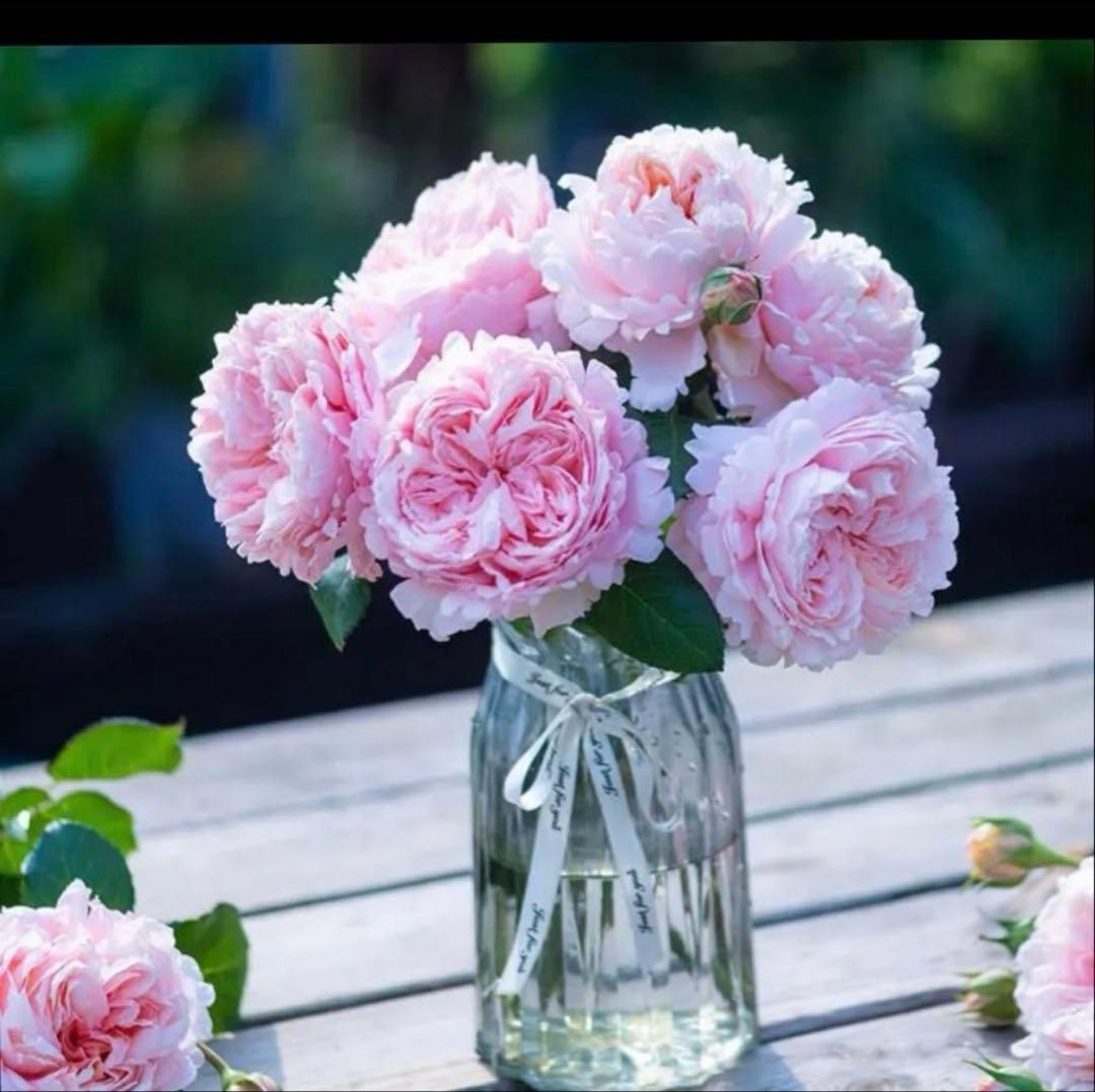 極入手困難な希少海外種　接木苗