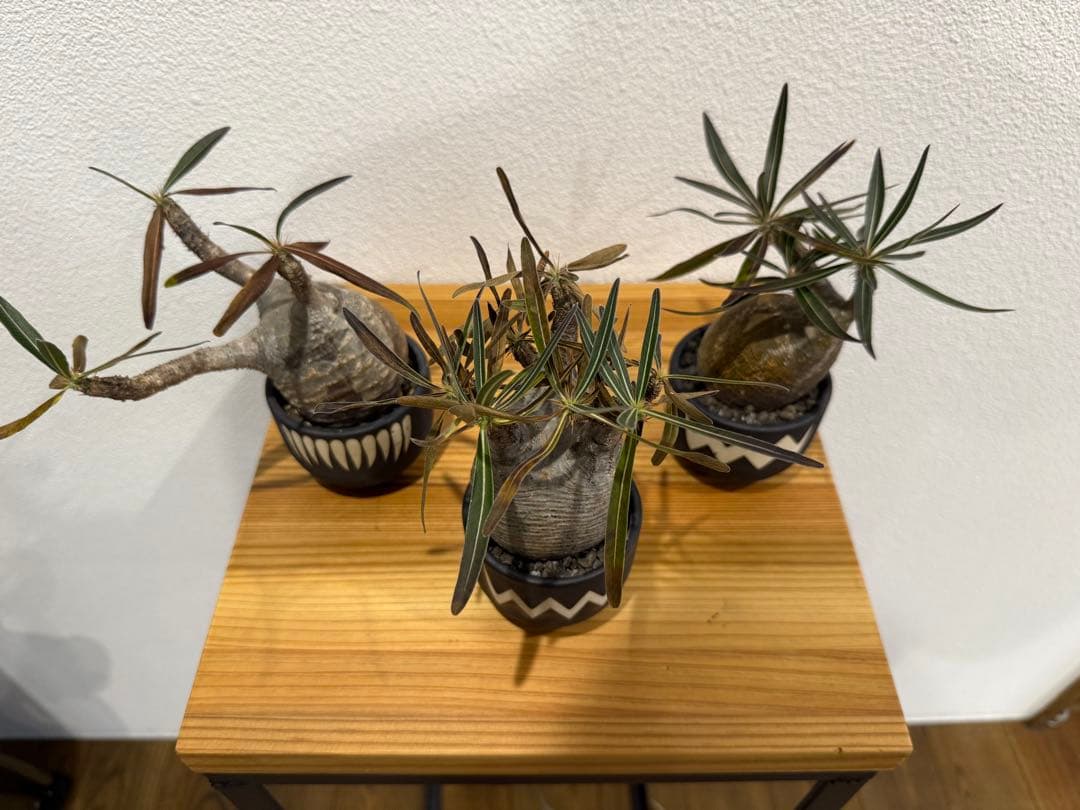 パキポディウム・グラキリス ミニ　VALIEM 3個セット　バリエム