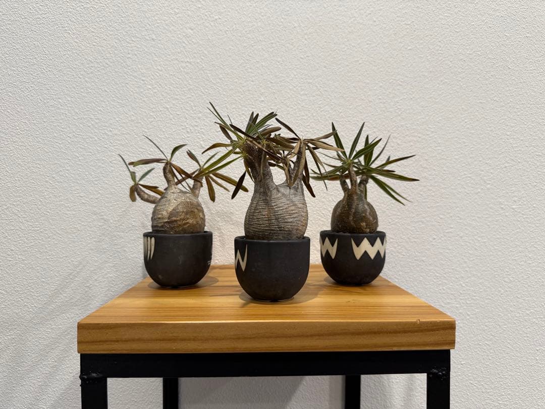 パキポディウム・グラキリス ミニ　VALIEM 3個セット　バリエム