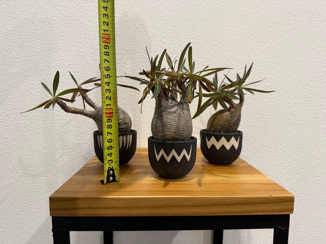 パキポディウム・グラキリス ミニ　VALIEM 3個セット　バリエム