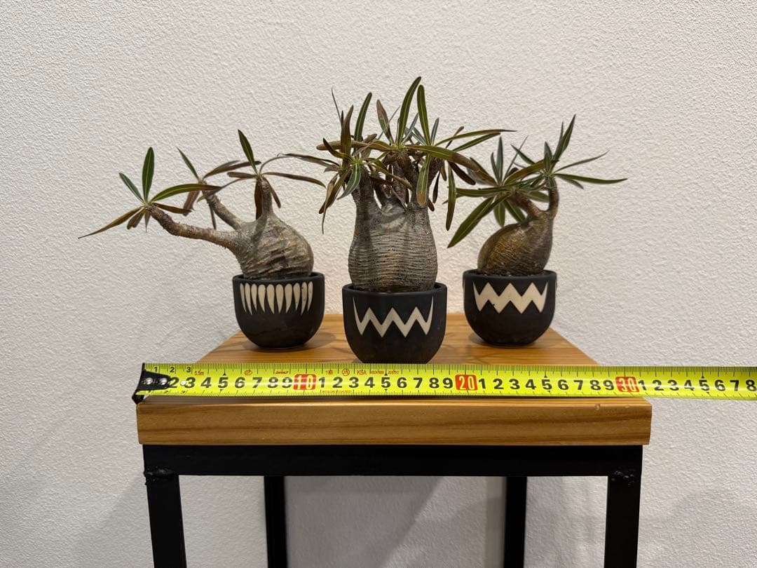 パキポディウム・グラキリス ミニ　VALIEM 3個セット　バリエム