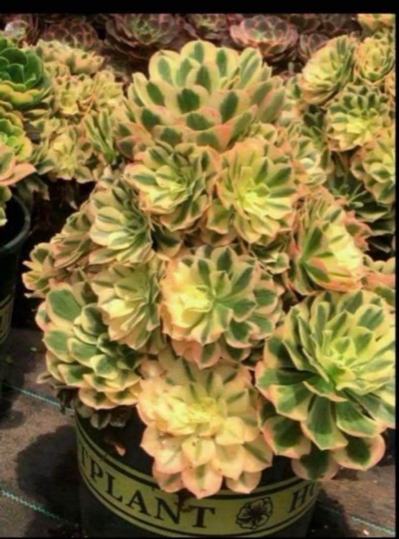 観葉植物❤️アエオニウム錦❤️ マイバッハ ❤️