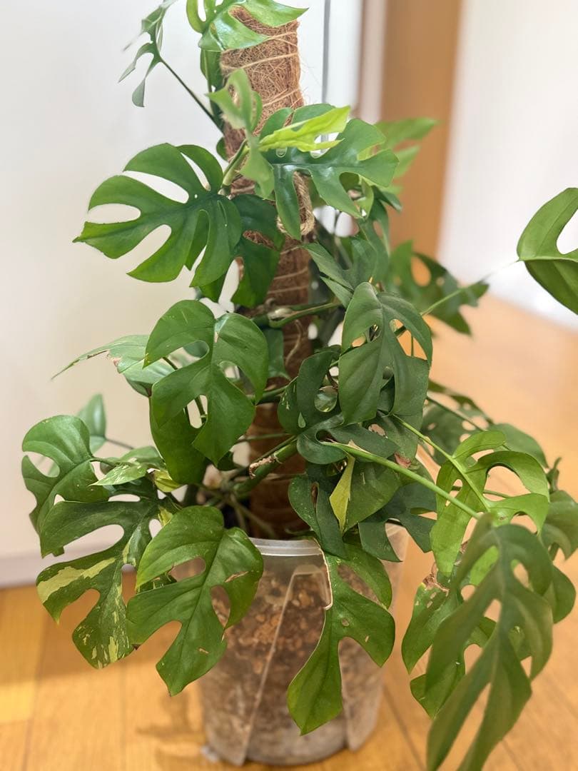 ラフィドフォラテトラスペルマ　ヒメモンステラ