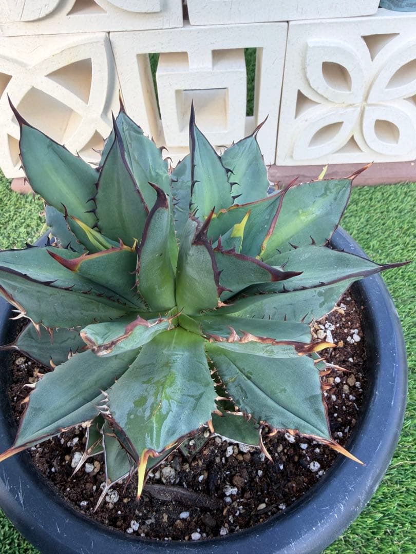 アガベ ブラックファイヤー(黒火焔)多頭