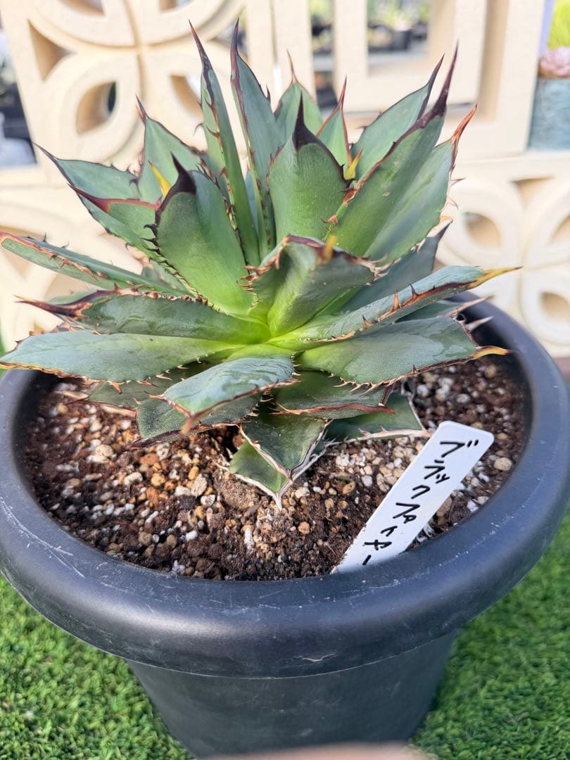 アガベ ブラックファイヤー(黒火焔)多頭