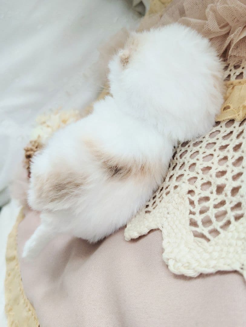 エキゾ子猫ちゃん♡生後7日♡オメメ開いたよ♡フリフリマットセット♡アートドール♡