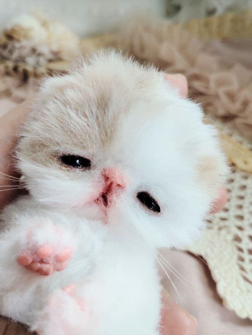 エキゾ子猫ちゃん♡生後7日♡オメメ開いたよ♡フリフリマットセット♡アートドール♡