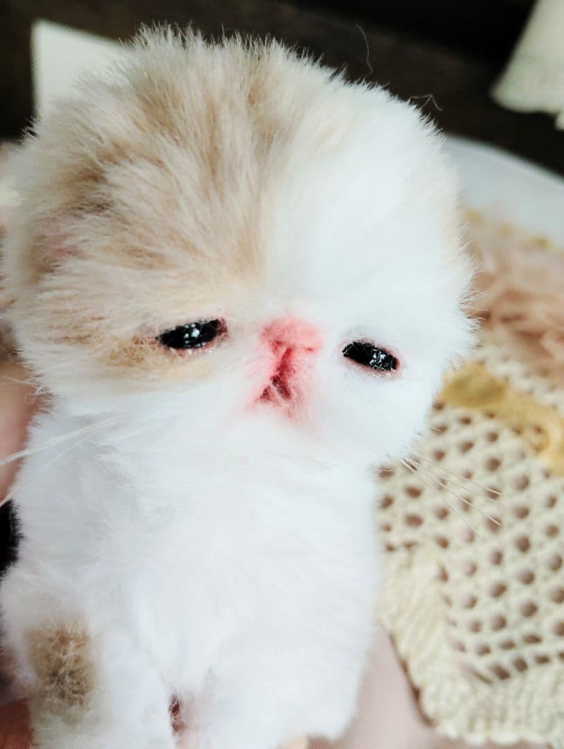 エキゾ子猫ちゃん♡生後7日♡オメメ開いたよ♡フリフリマットセット♡アートドール♡