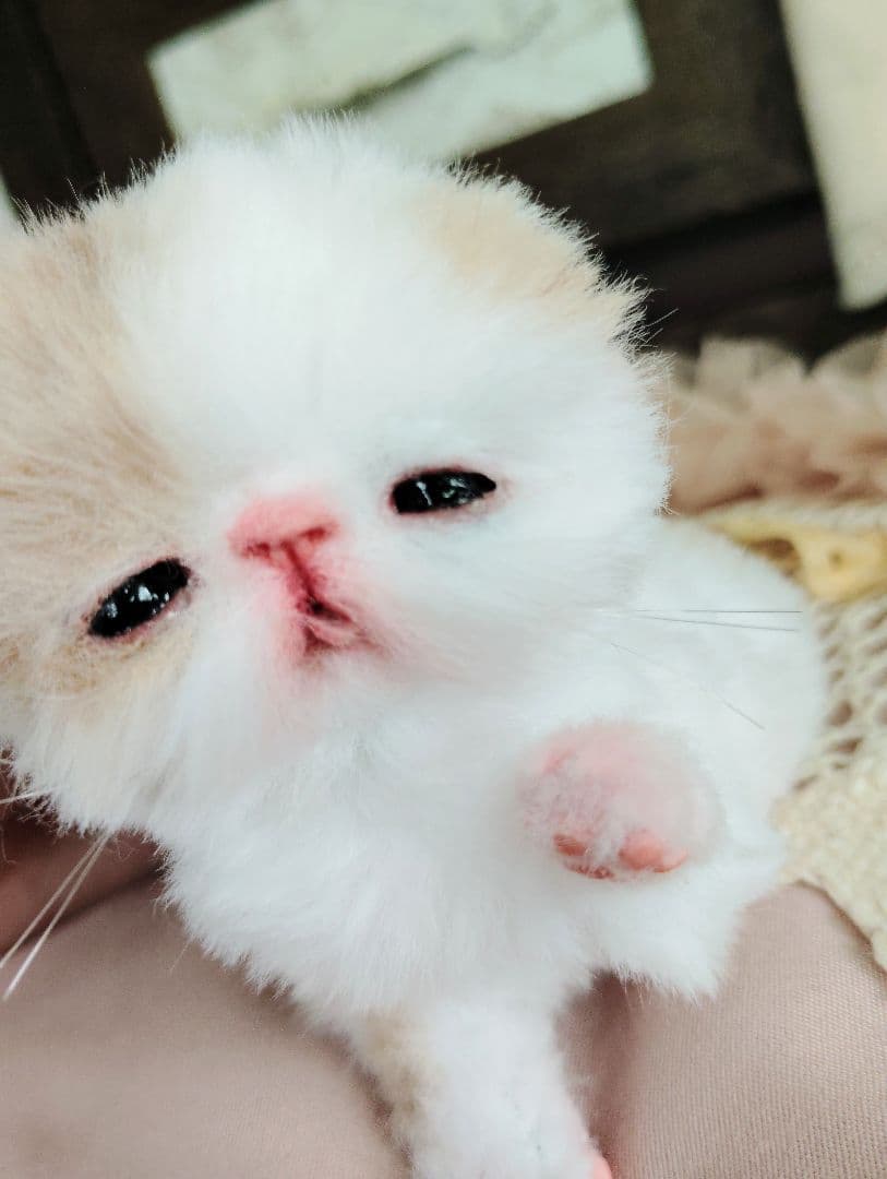 エキゾ子猫ちゃん♡生後7日♡オメメ開いたよ♡フリフリマットセット♡アートドール♡