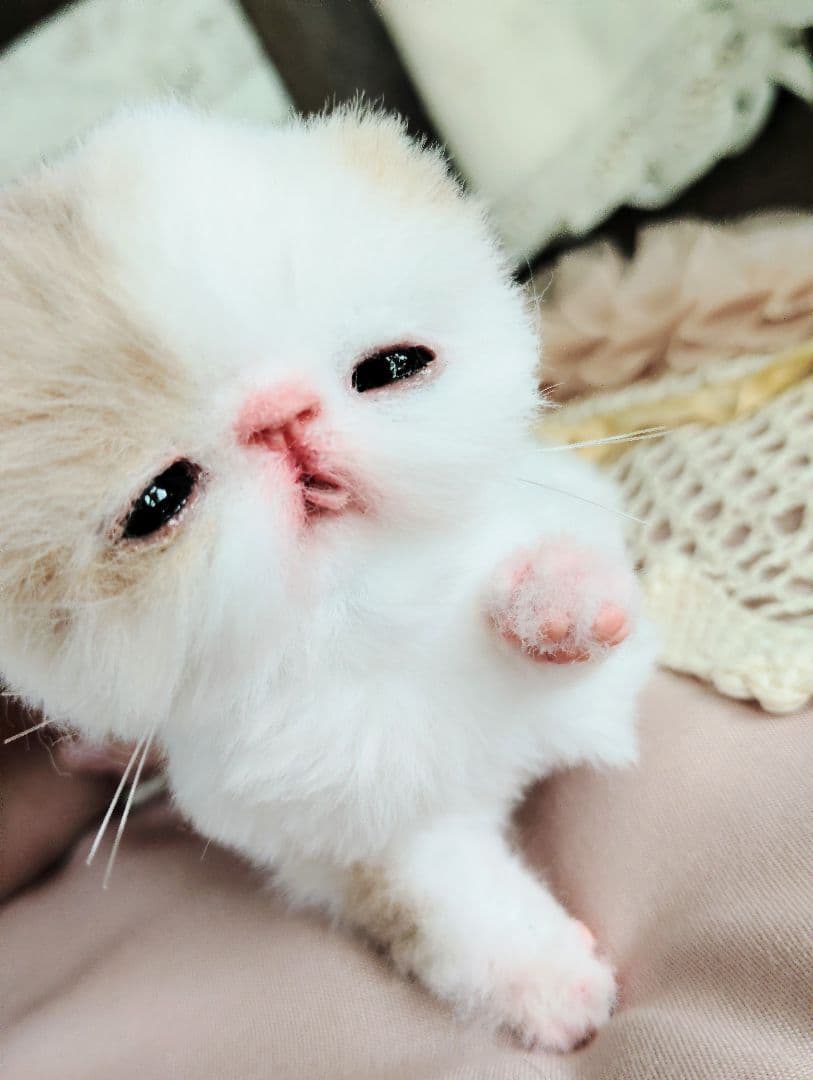 エキゾ子猫ちゃん♡生後7日♡オメメ開いたよ♡フリフリマットセット♡アートドール♡