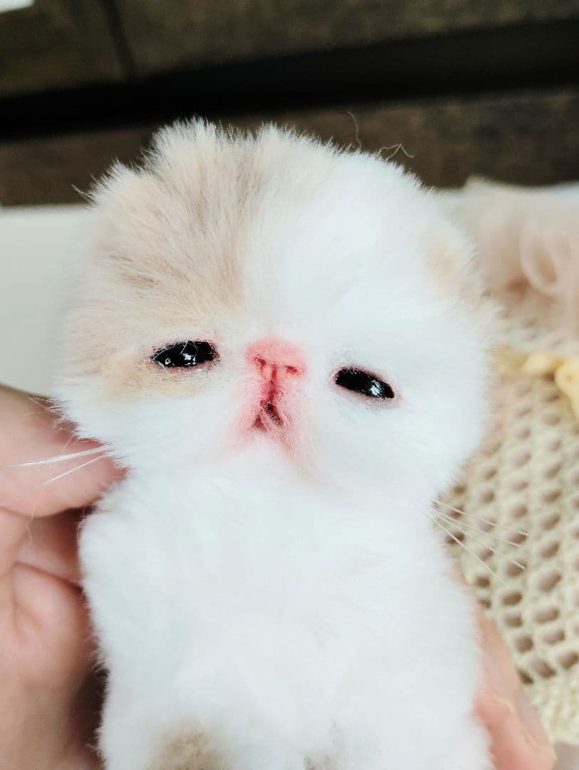 エキゾ子猫ちゃん♡生後7日♡オメメ開いたよ♡フリフリマットセット♡アートドール♡