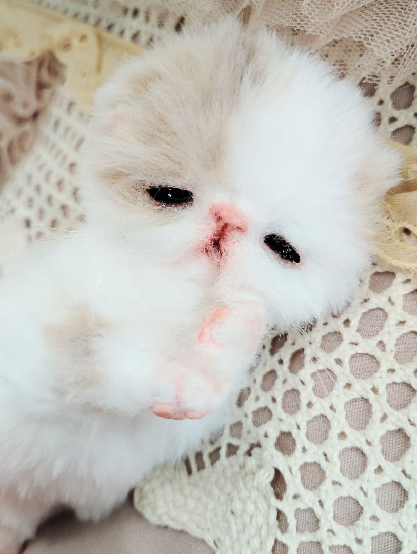 エキゾ子猫ちゃん♡生後7日♡オメメ開いたよ♡フリフリマットセット♡アートドール♡