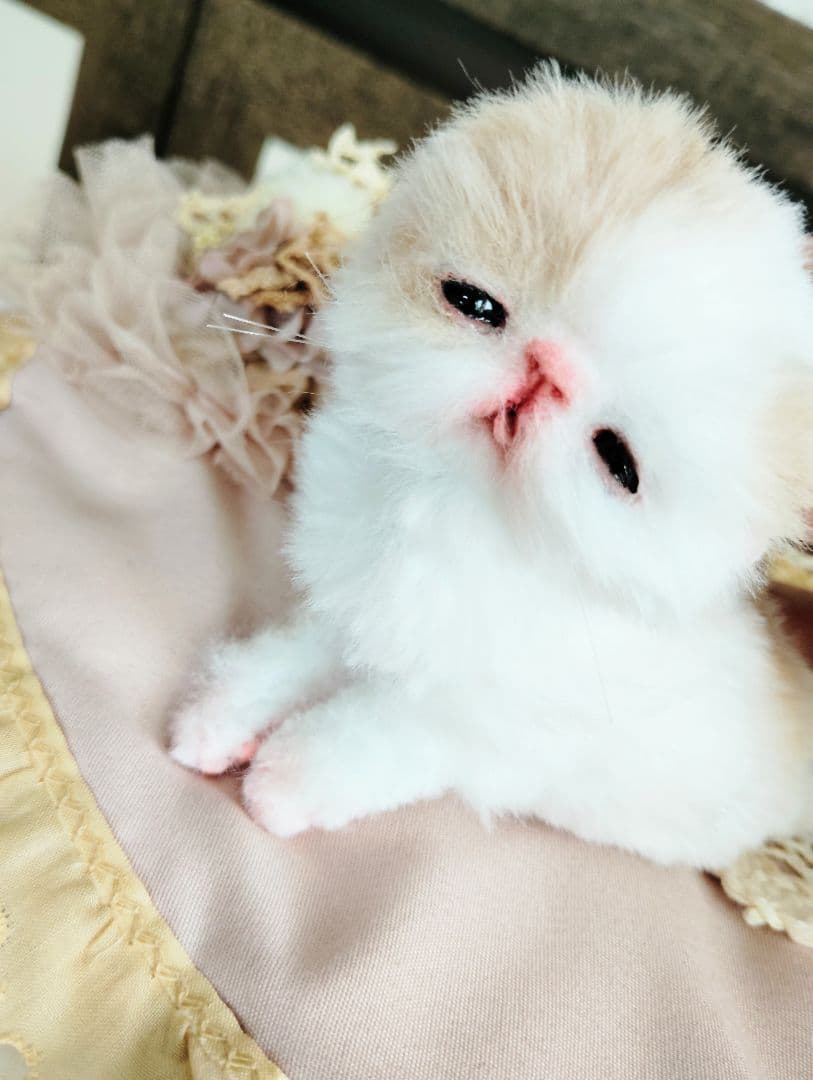 エキゾ子猫ちゃん♡生後7日♡オメメ開いたよ♡フリフリマットセット♡アートドール♡