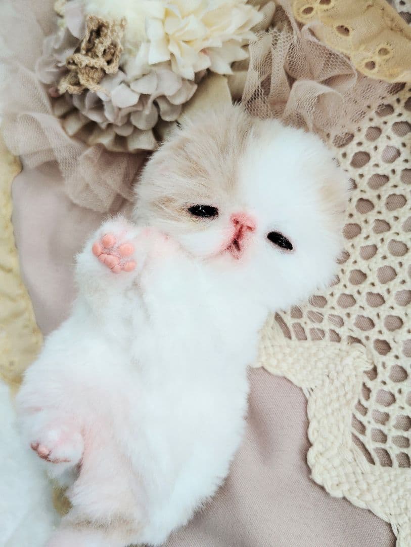 エキゾ子猫ちゃん♡生後7日♡オメメ開いたよ♡フリフリマットセット♡アートドール♡