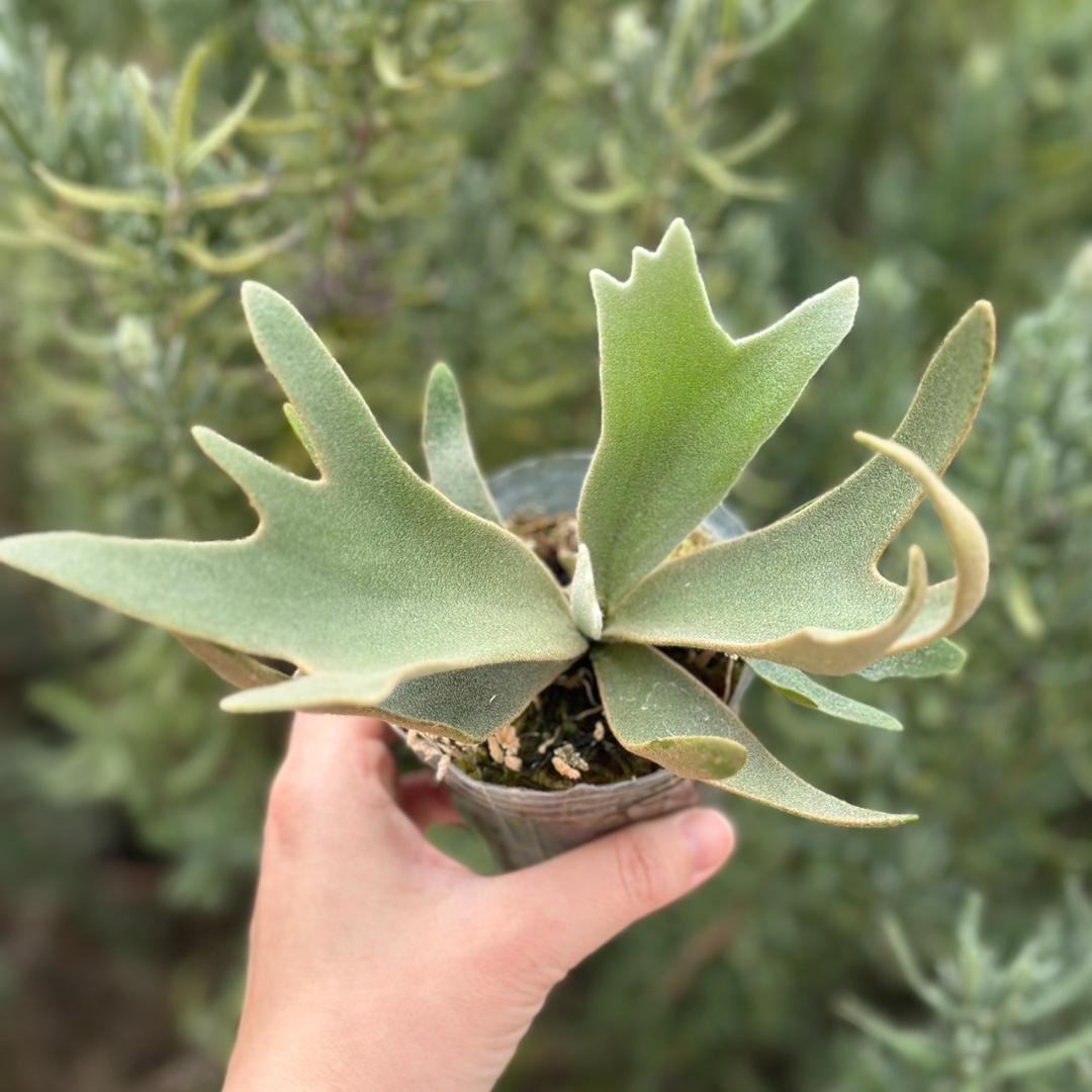 【大サイズ】P.willinckii OMG spore 4008