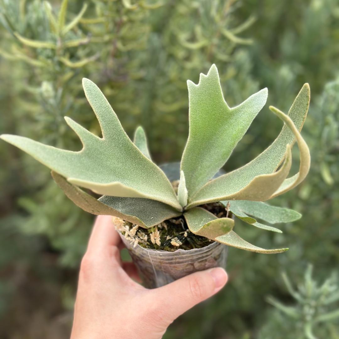 【大サイズ】P.willinckii OMG spore 4008