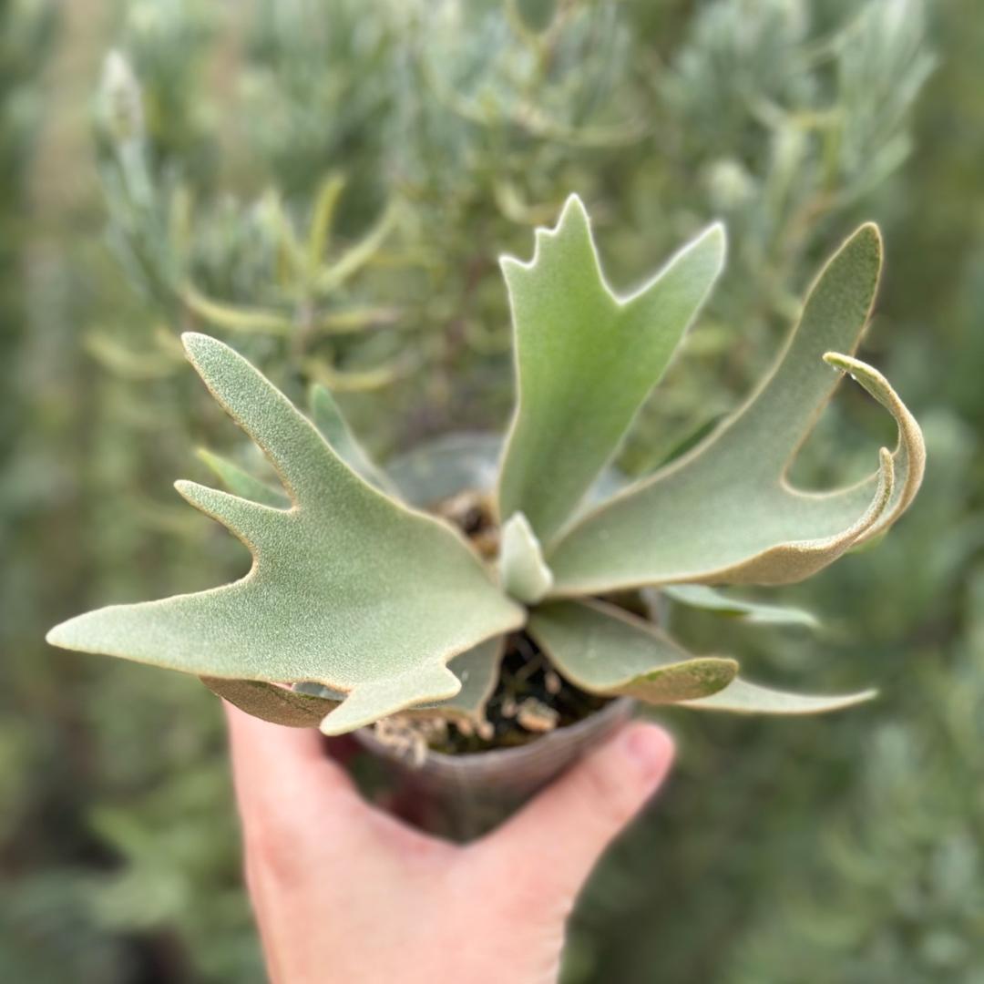 【大サイズ】P.willinckii OMG spore 4008