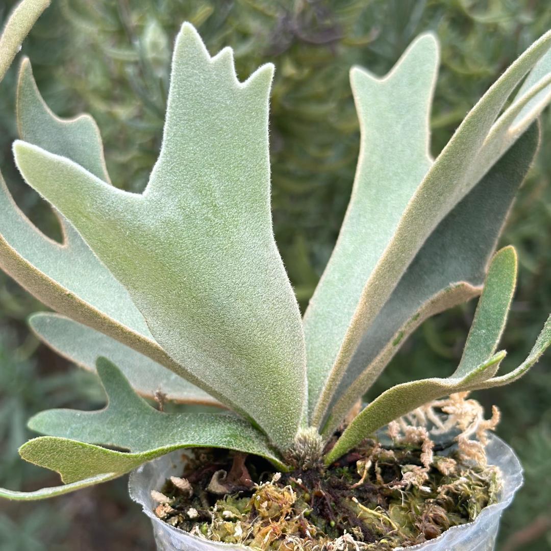 【大サイズ】P.willinckii OMG spore 4008