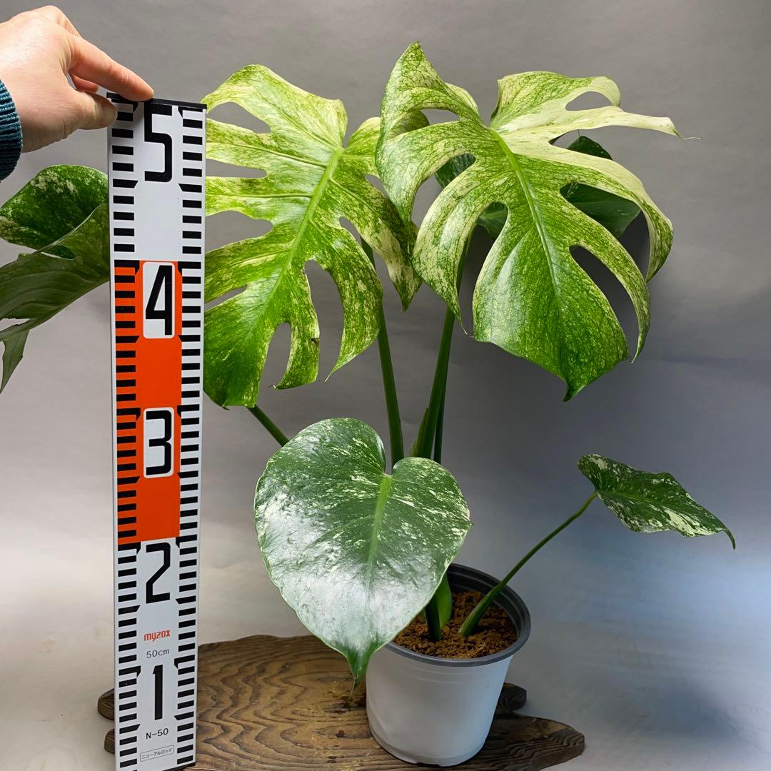 Q308 ホワイトモンスター 天津蘭 モンステラ斑入り