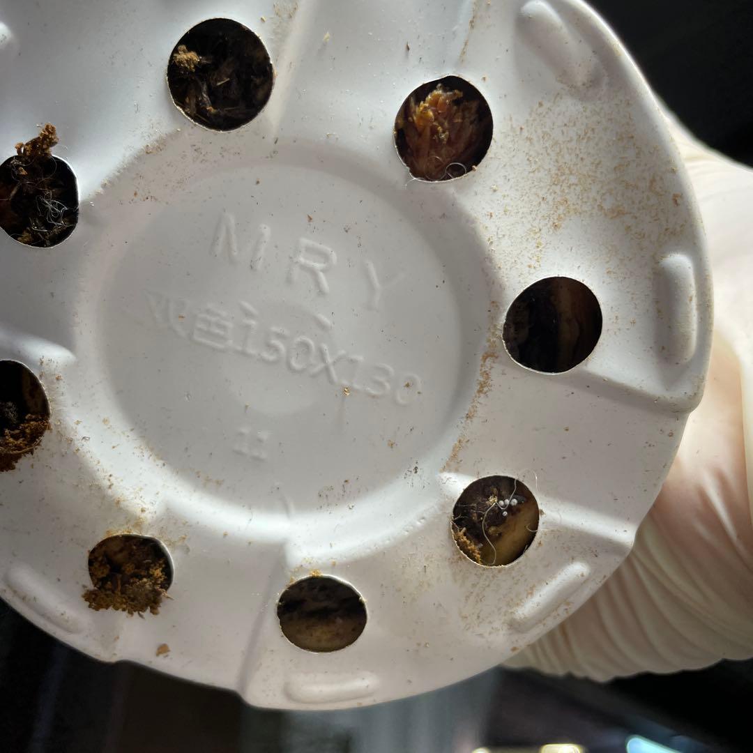 Q308 ホワイトモンスター 天津蘭 モンステラ斑入り