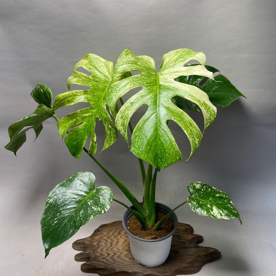 Q308 ホワイトモンスター 天津蘭 モンステラ斑入り