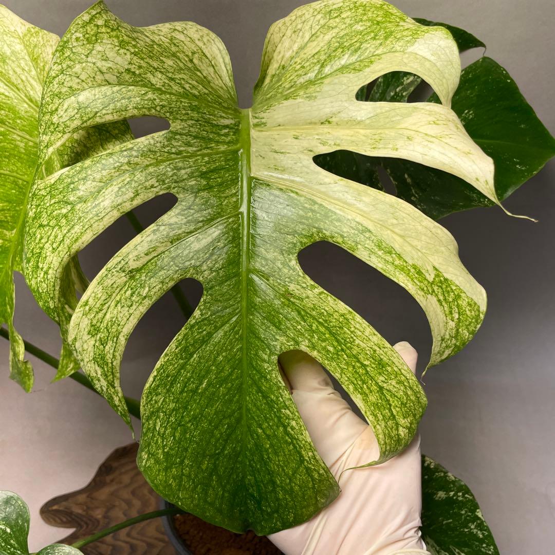 Q308 ホワイトモンスター 天津蘭 モンステラ斑入り