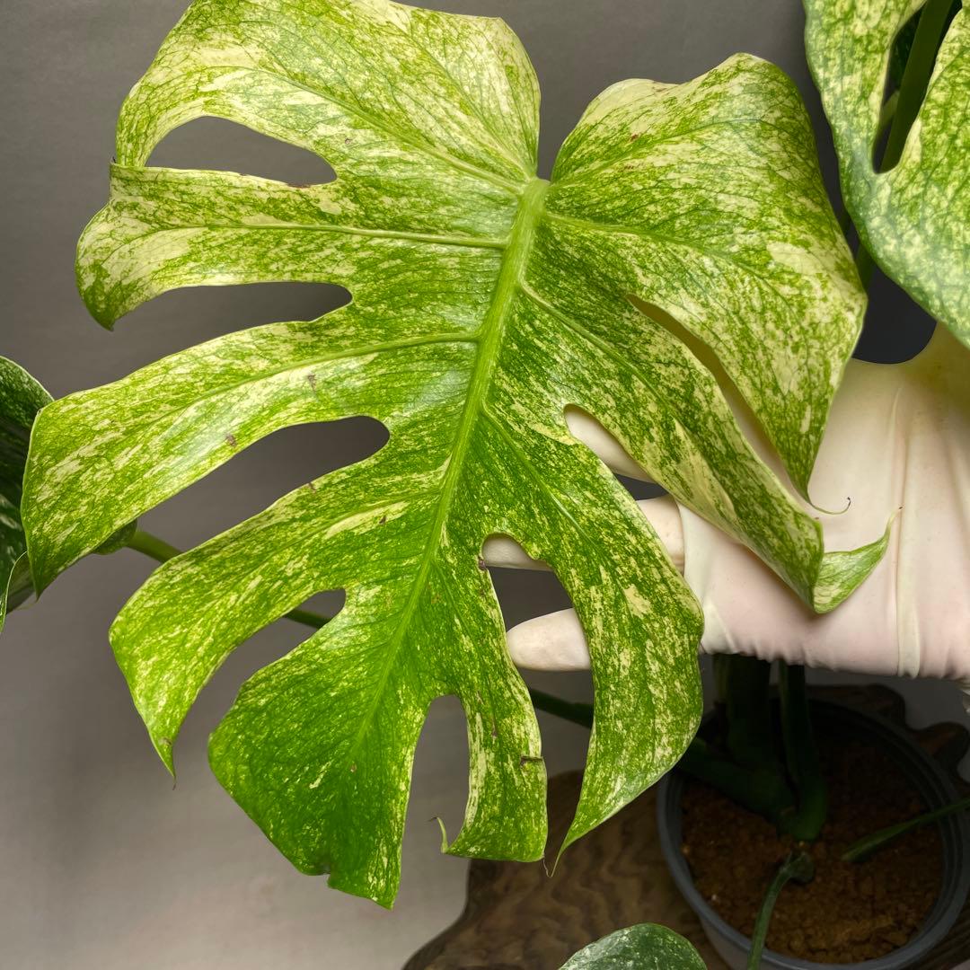 Q308 ホワイトモンスター 天津蘭 モンステラ斑入り