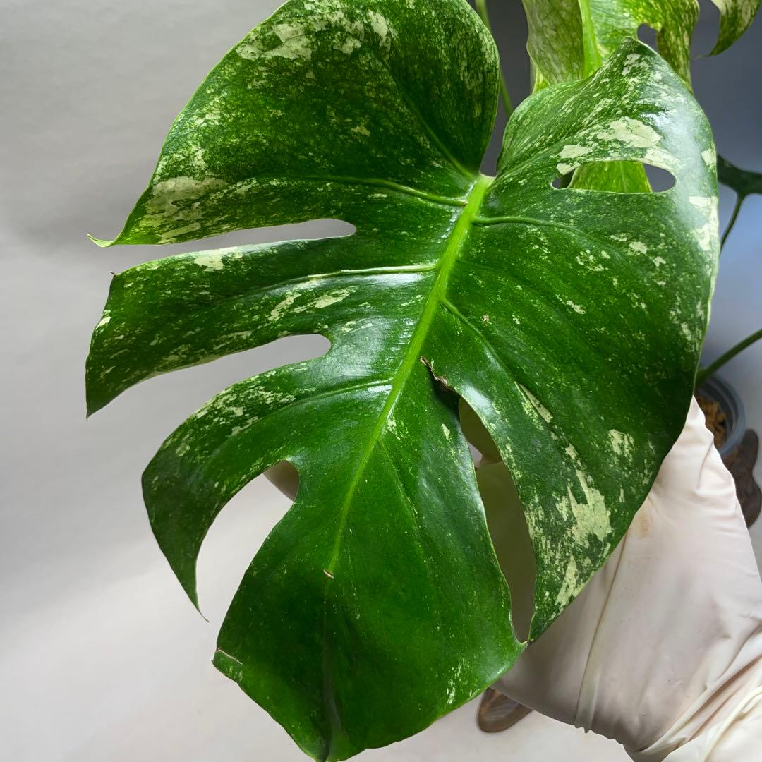 Q308 ホワイトモンスター 天津蘭 モンステラ斑入り