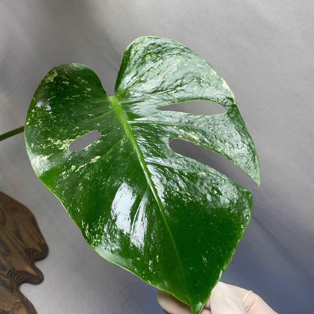 Q308 ホワイトモンスター 天津蘭 モンステラ斑入り