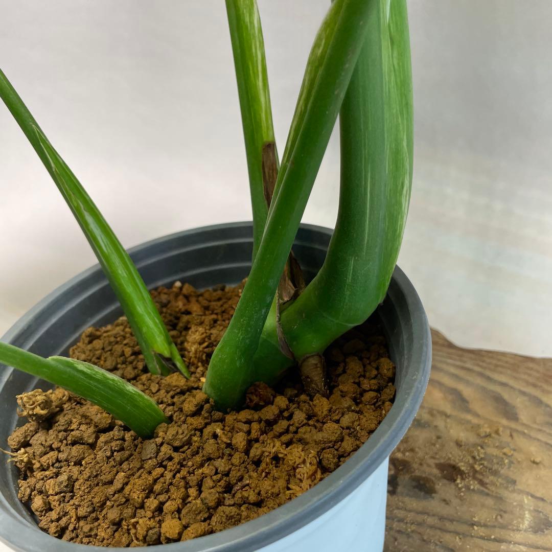 Q308 ホワイトモンスター 天津蘭 モンステラ斑入り