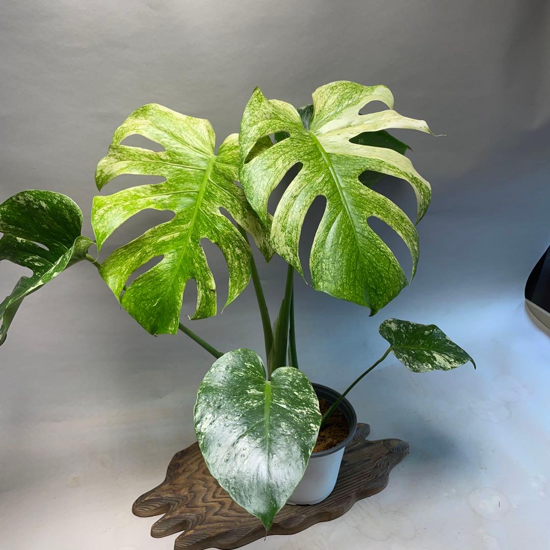 Q308 ホワイトモンスター 天津蘭 モンステラ斑入り