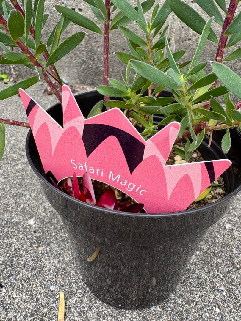 冬季の為、出品停止中☆3800サファリマジック⭐︎リューカデンドロン