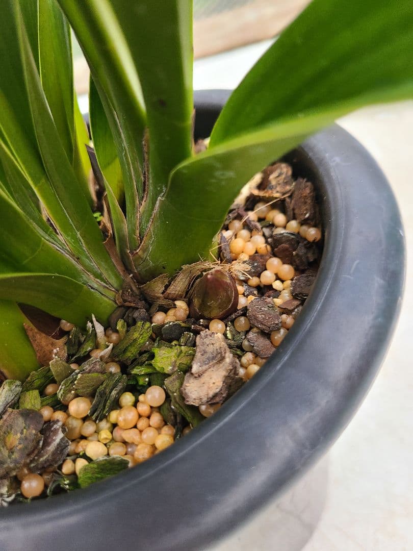 フォアゴットンフルーツ。2鉢。蜜蜂誘引蘭。日本蜜蜂。シンビジューム