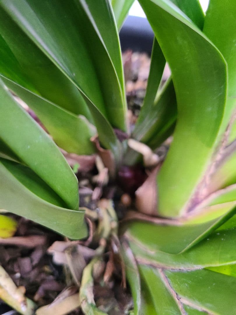 フォアゴットンフルーツ。2鉢。蜜蜂誘引蘭。日本蜜蜂。シンビジューム